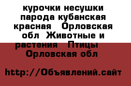 курочки несушки парода кубанская красная - Орловская обл. Животные и растения » Птицы   . Орловская обл.